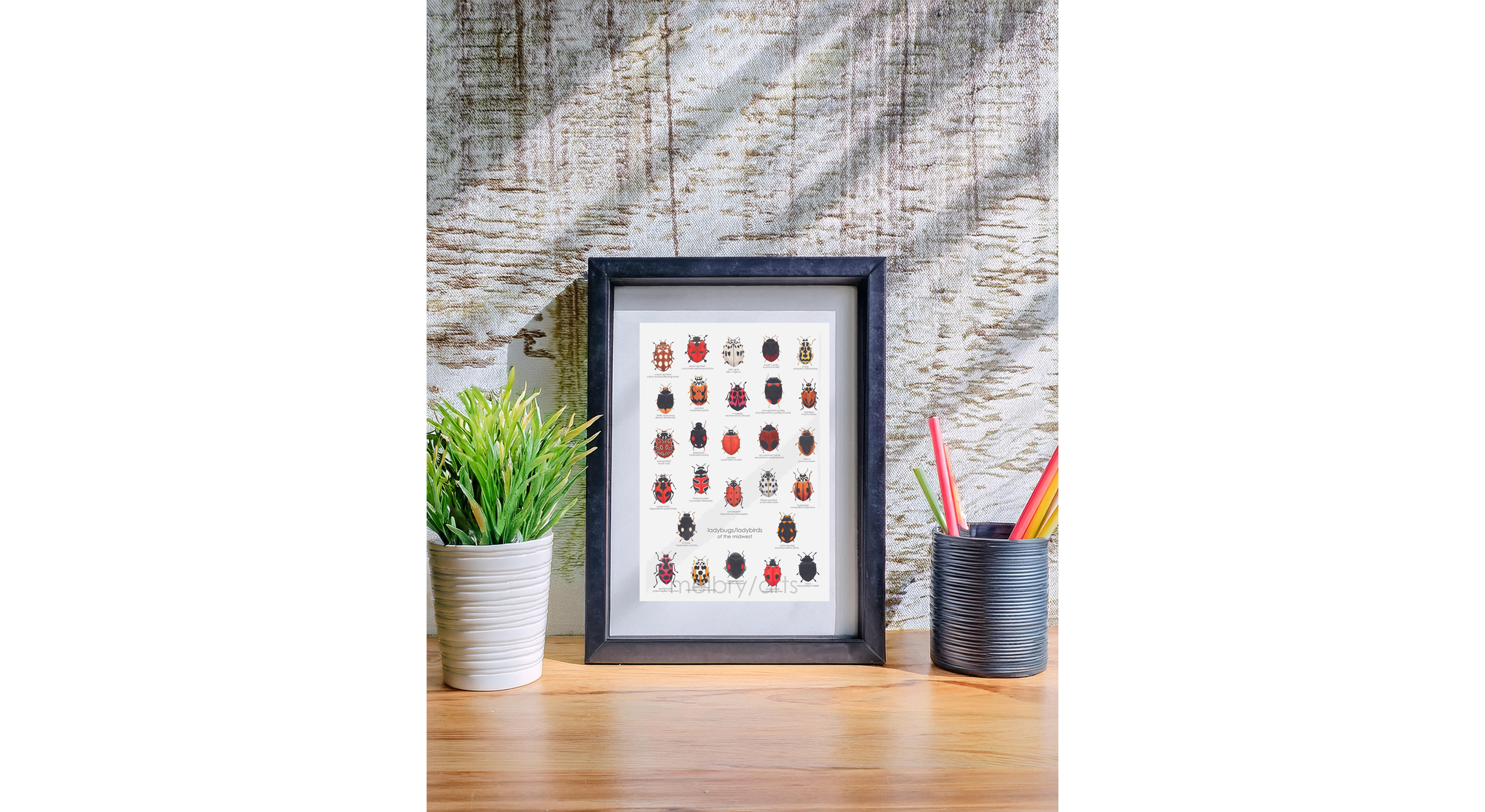 ladybirds/ladybugs of the midwest — melbry//arts